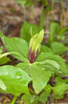 Green trillium